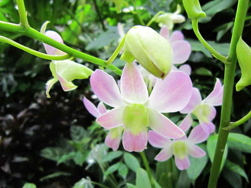 2013_Singapore_Orchids_Garden_000-010