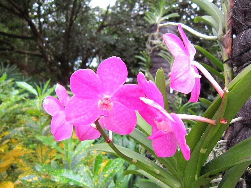 2013_Singapore_Orchids_Garden_000-011