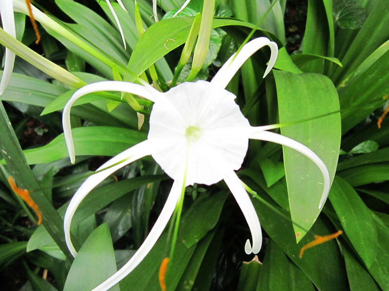 2013_Singapore_Orchids_Garden_000-012