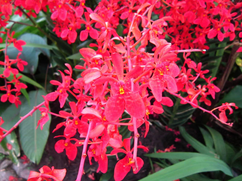 2013_Singapore_Orchids_Garden_000-013