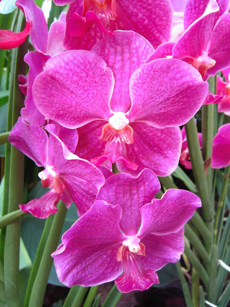 2013_Singapore_Orchids_Garden_000-014