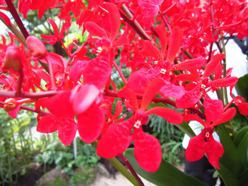 2013_Singapore_Orchids_Garden_000-016