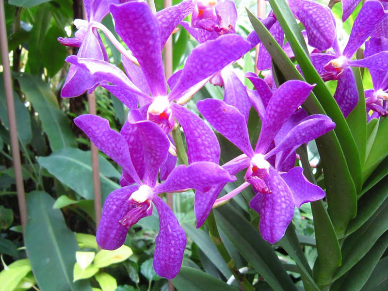 2013_Singapore_Orchids_Garden_000-017