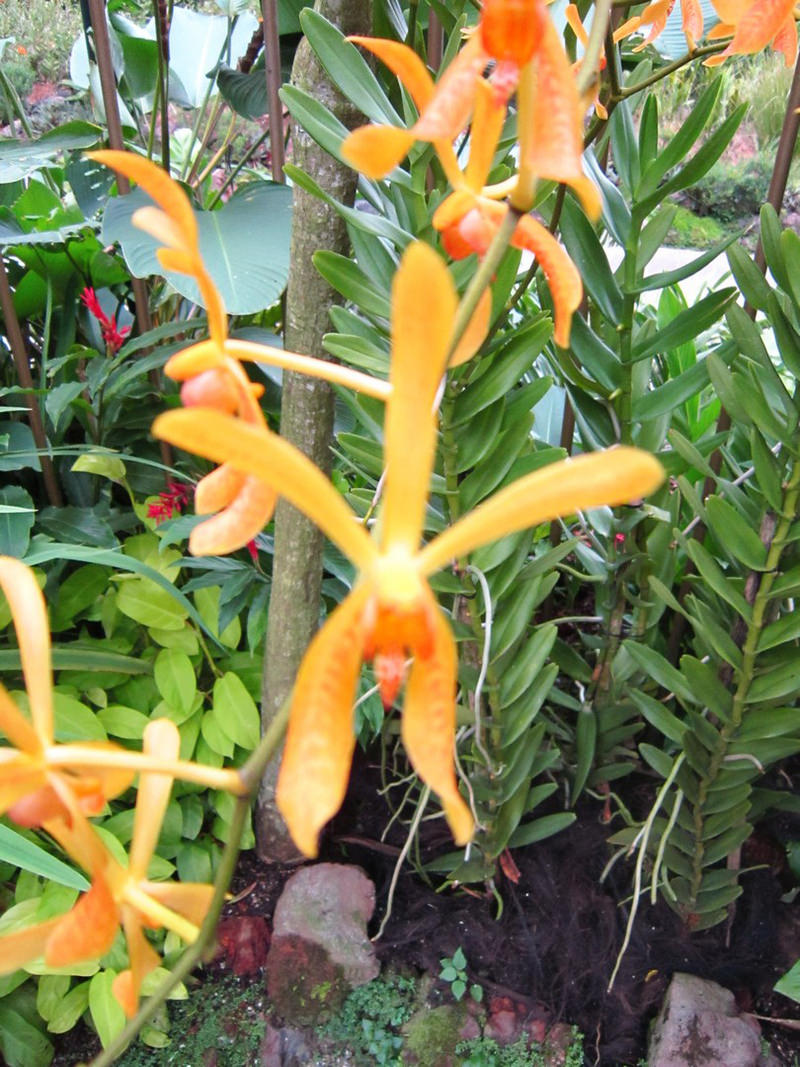 2013_Singapore_Orchids_Garden_000-018