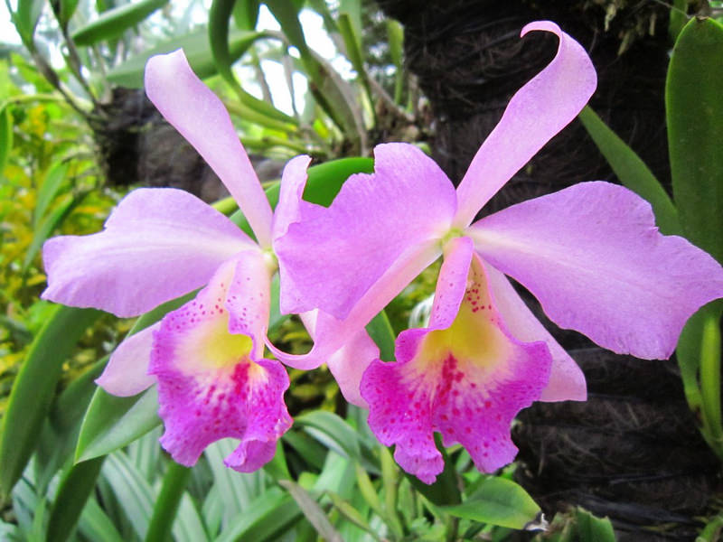 2013_Singapore_Orchids_Garden_000-019