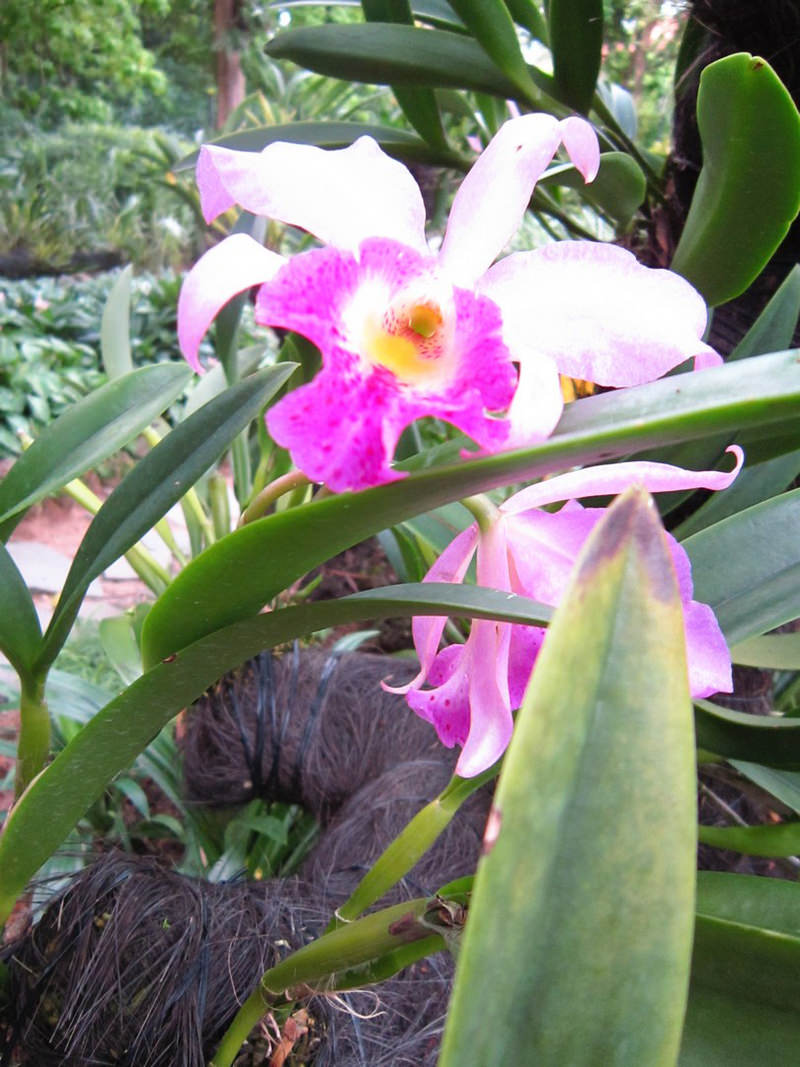 2013_Singapore_Orchids_Garden_000-020