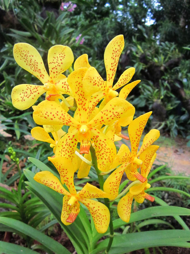 2013_Singapore_Orchids_Garden_000-021