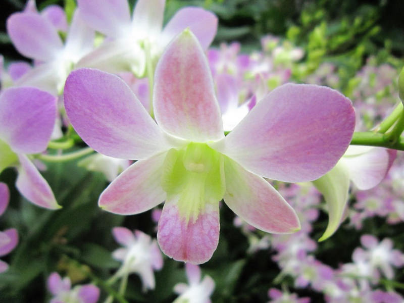 2013_Singapore_Orchids_Garden_000-022