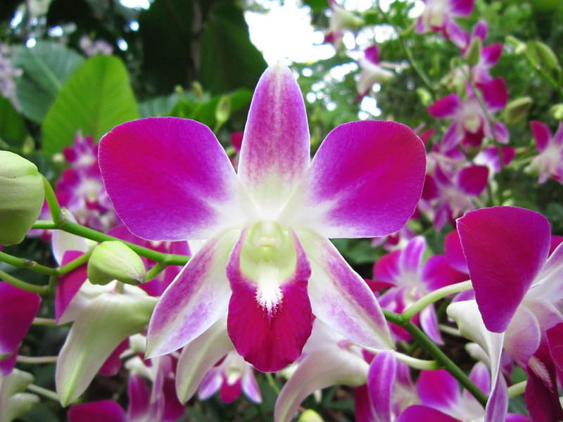 2013_Singapore_Orchids_Garden_000-023