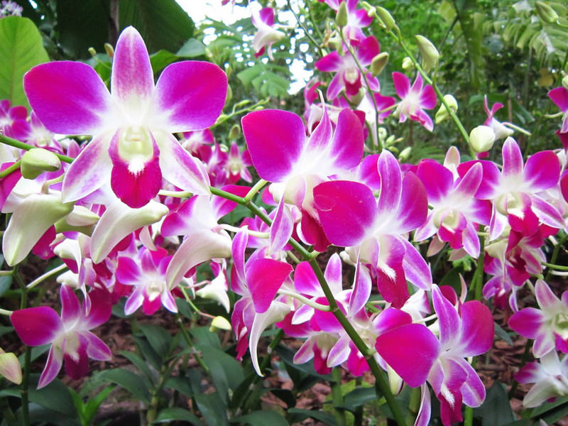 2013_Singapore_Orchids_Garden_000-024
