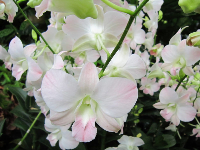 2013_Singapore_Orchids_Garden_000-025
