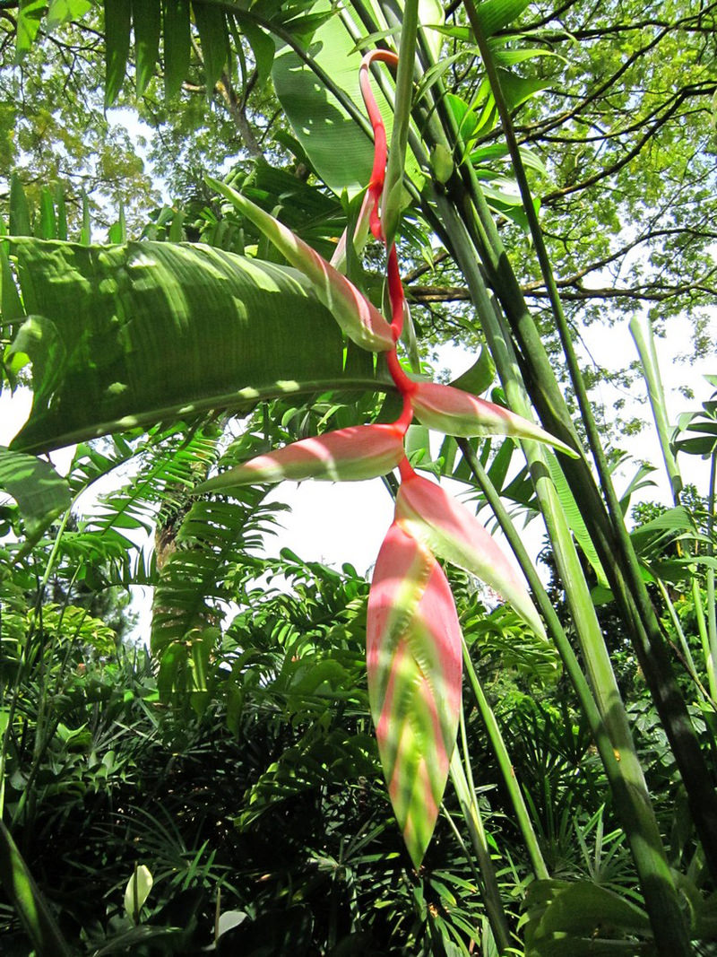 2013_Singapore_Orchids_Garden_000-026