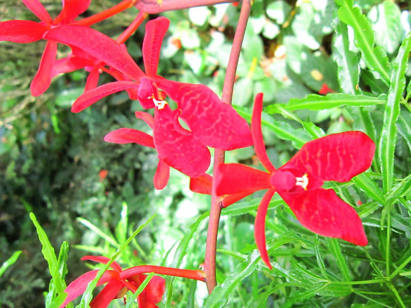 2013_Singapore_Orchids_Garden_000-027