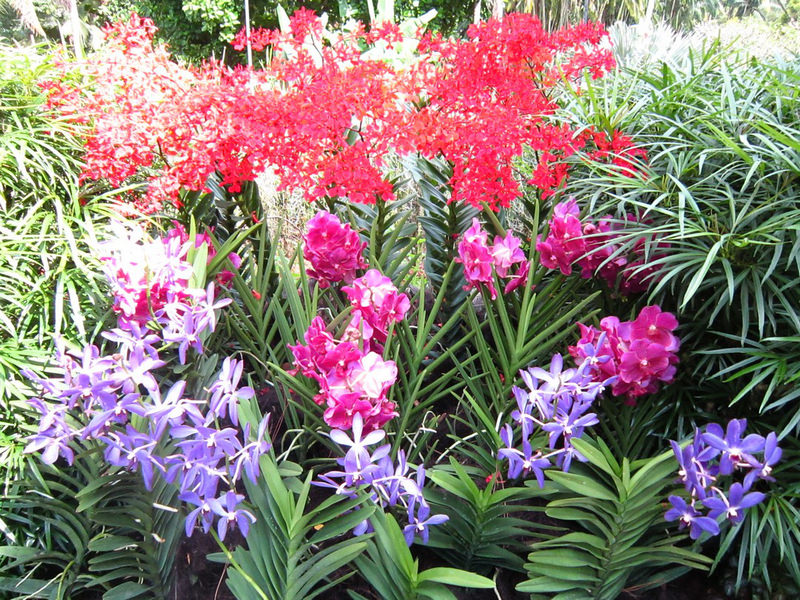 2013_Singapore_Orchids_Garden_000-028