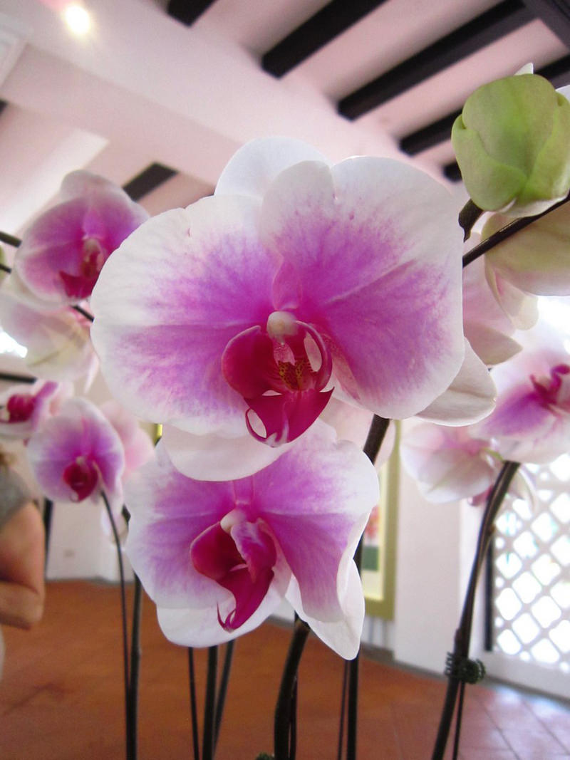 2013_Singapore_Orchids_Garden_000-029