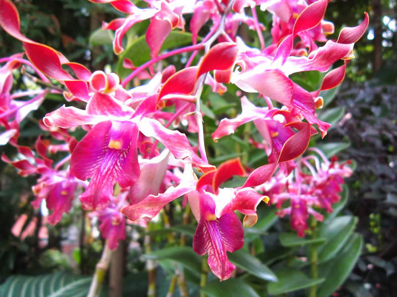 2013_Singapore_Orchids_Garden_000-030