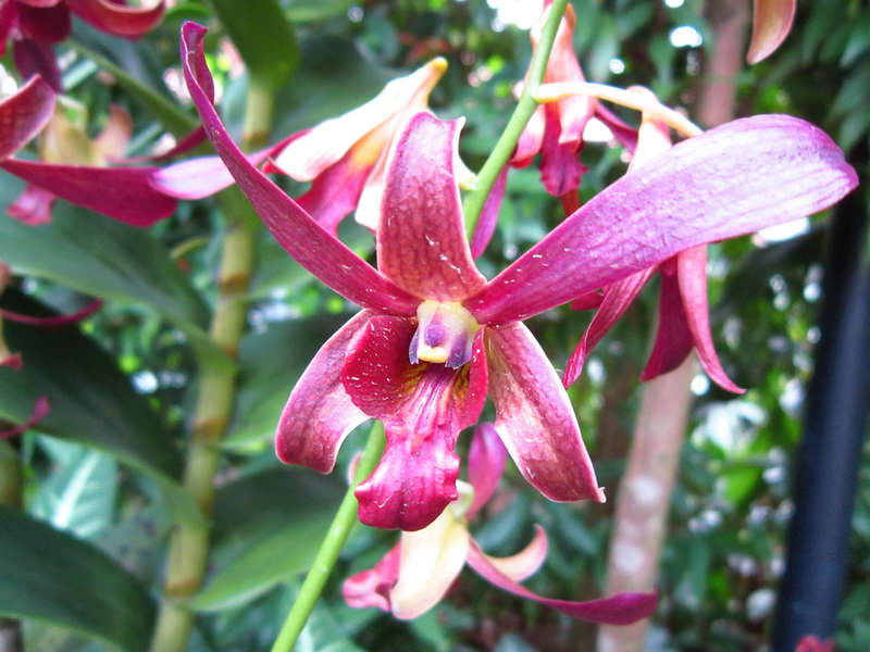 2013_Singapore_Orchids_Garden_000-031