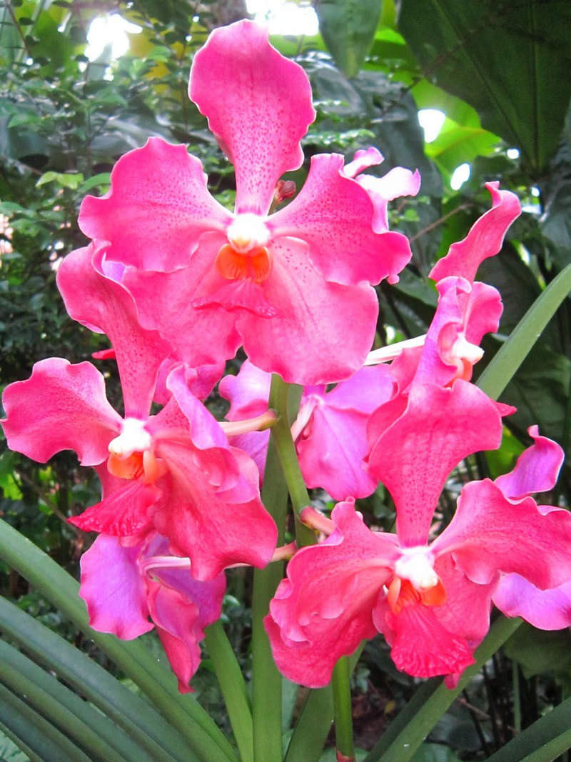 2013_Singapore_Orchids_Garden_000-032