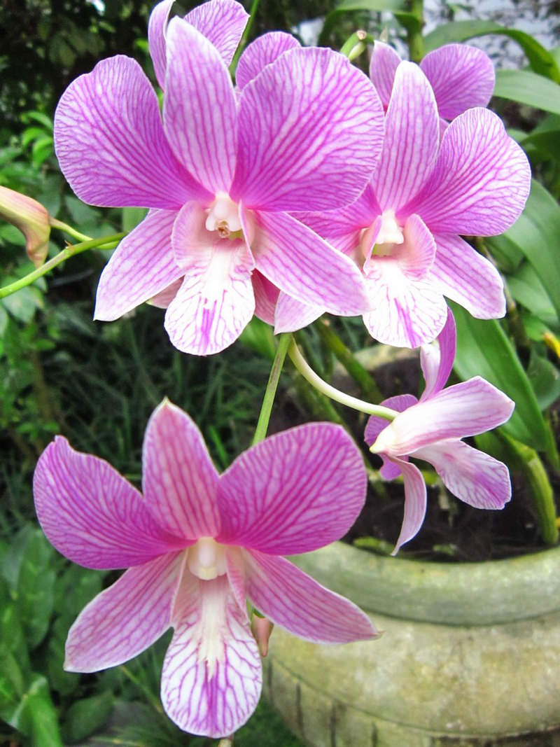 2013_Singapore_Orchids_Garden_000-033