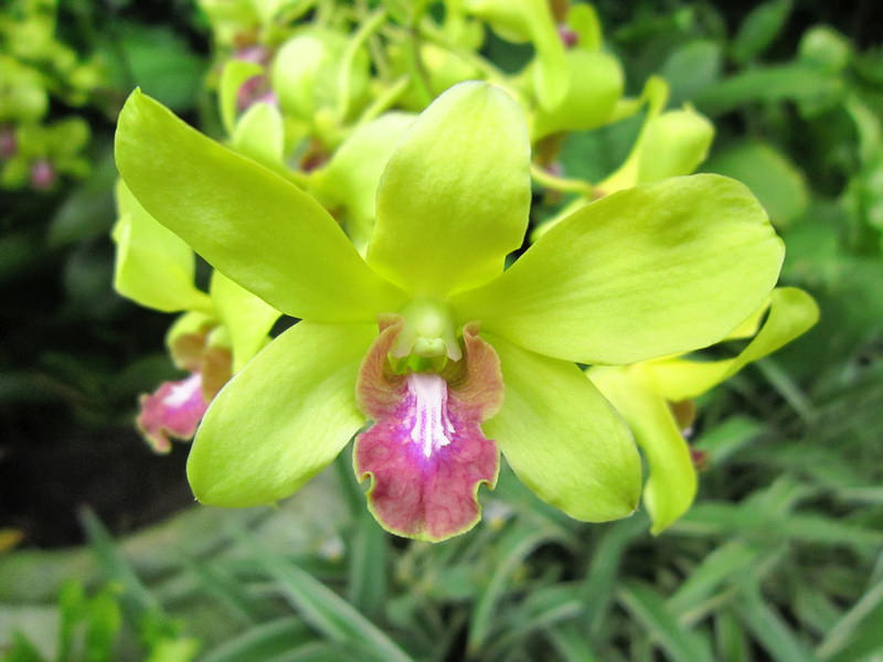 2013_Singapore_Orchids_Garden_000-034