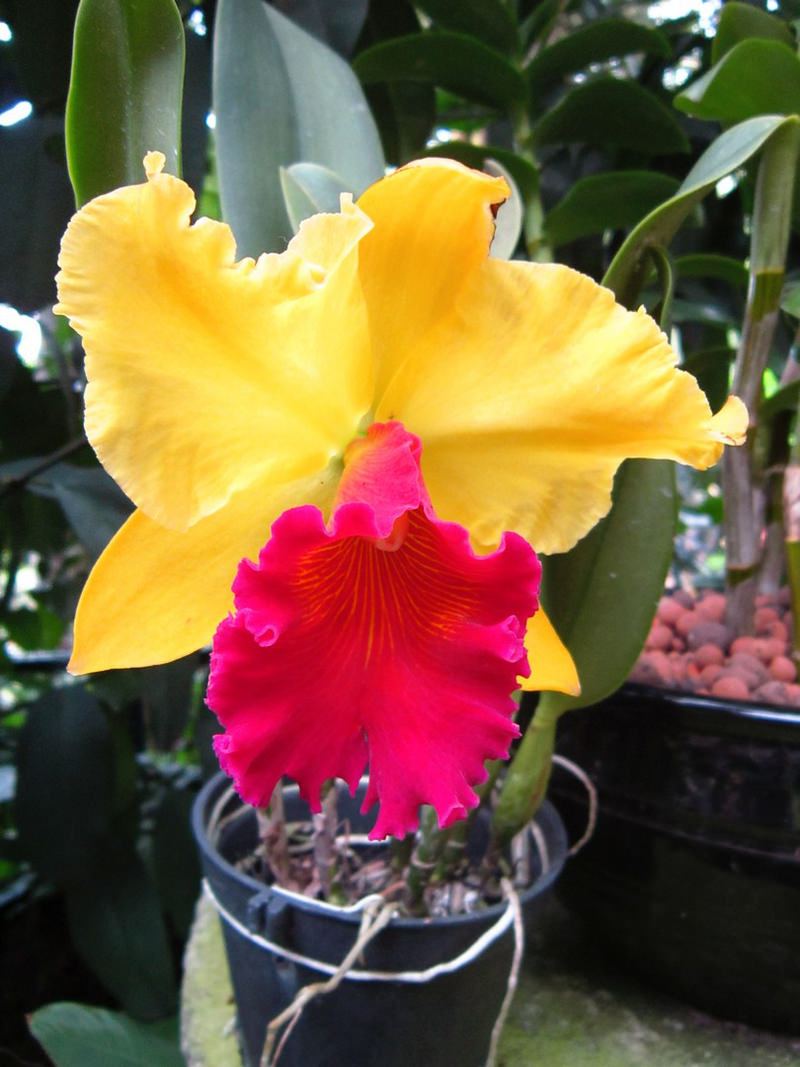 2013_Singapore_Orchids_Garden_000-037