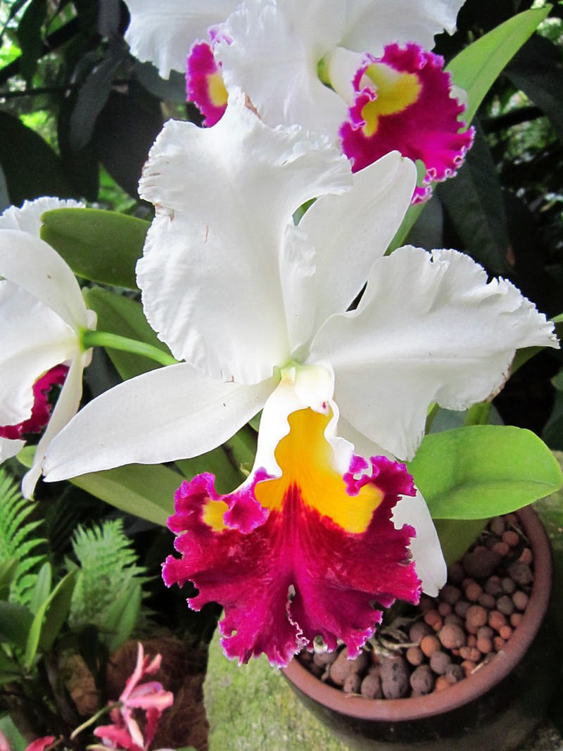 2013_Singapore_Orchids_Garden_000-038