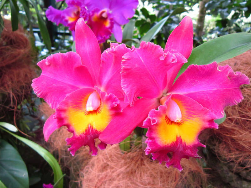 2013_Singapore_Orchids_Garden_000-039