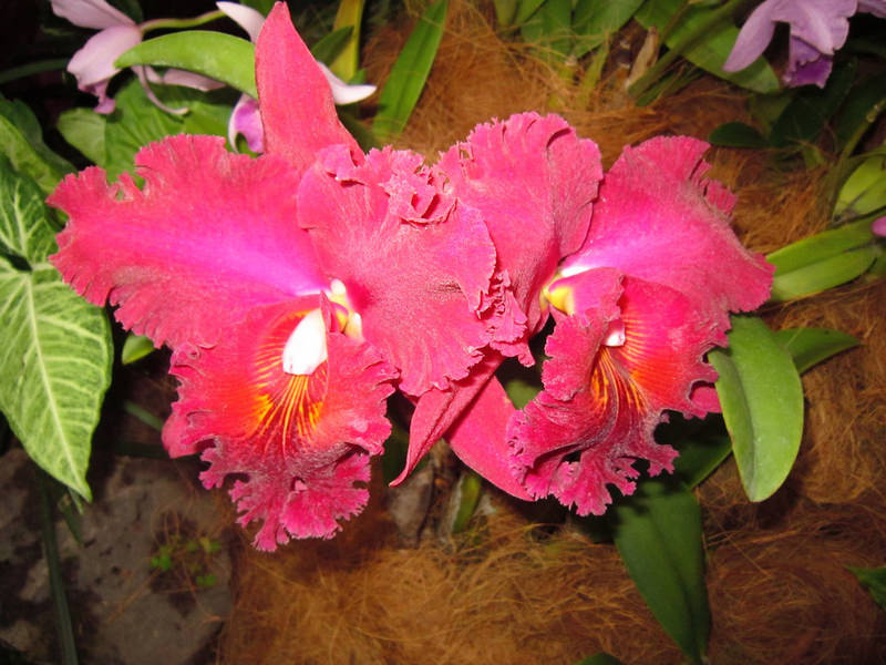 2013_Singapore_Orchids_Garden_000-040