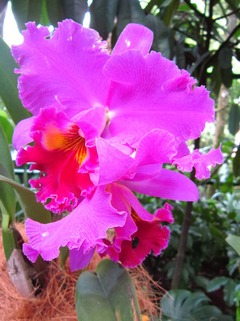 2013_Singapore_Orchids_Garden_000-041