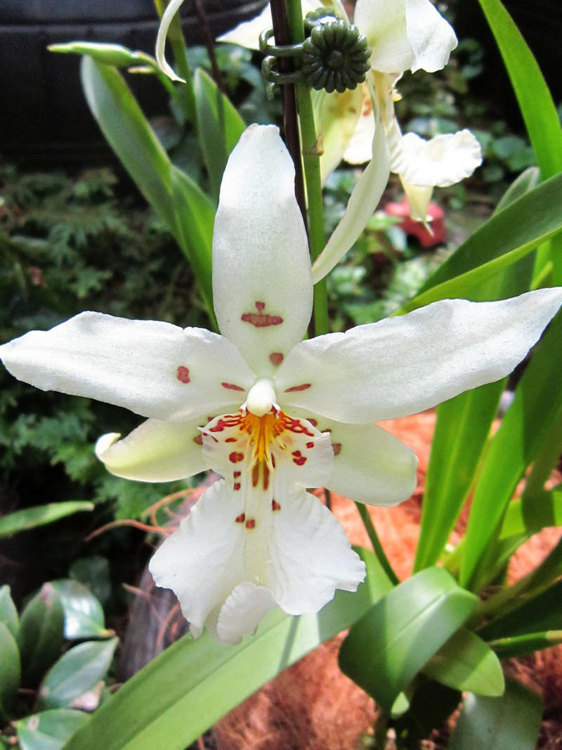 2013_Singapore_Orchids_Garden_000-042