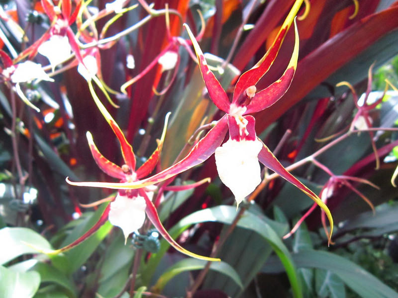 2013_Singapore_Orchids_Garden_000-044