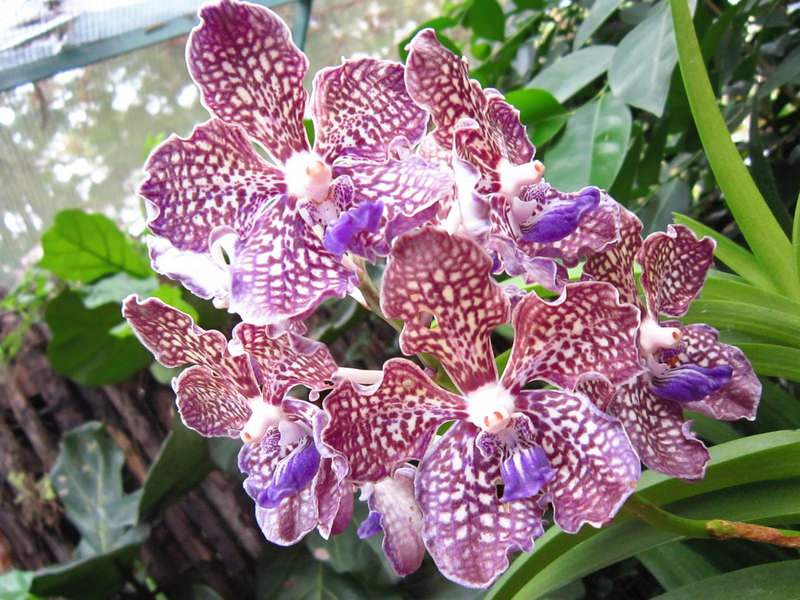 2013_Singapore_Orchids_Garden_000-047