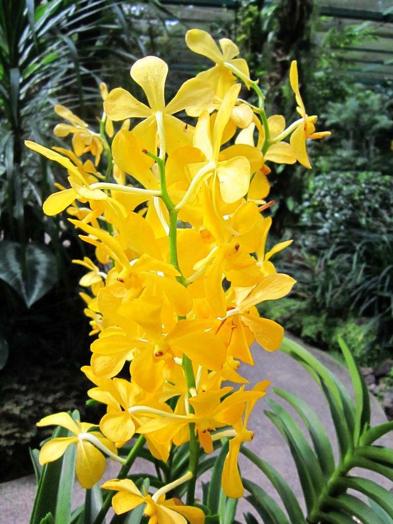 2013_Singapore_Orchids_Garden_000-048