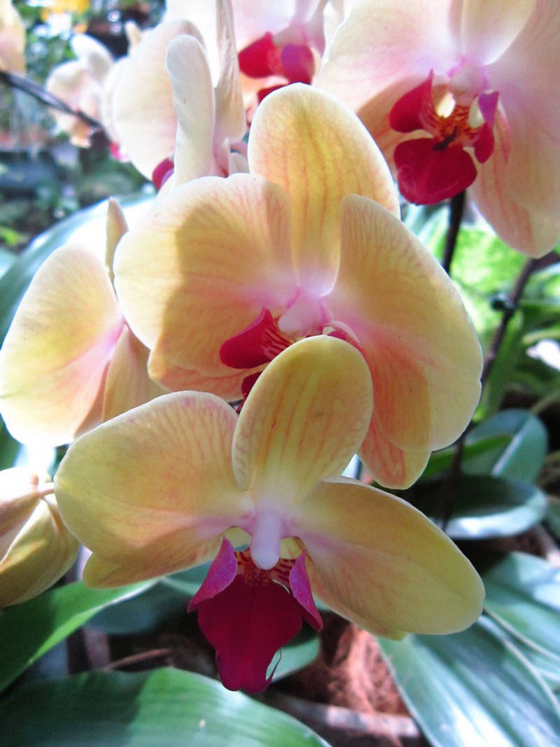 2013_Singapore_Orchids_Garden_000-049