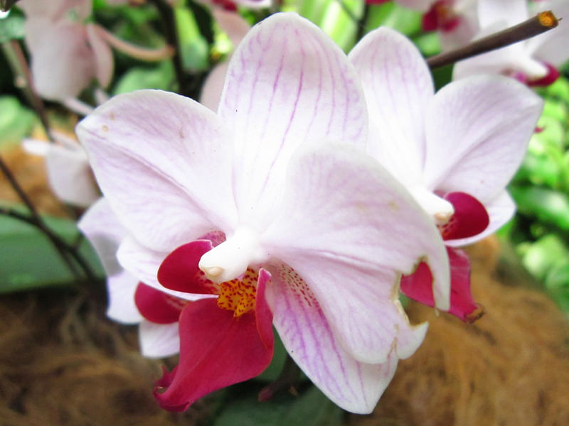2013_Singapore_Orchids_Garden_000-050