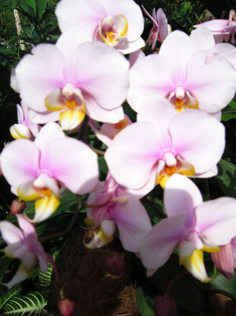 2013_Singapore_Orchids_Garden_000-051