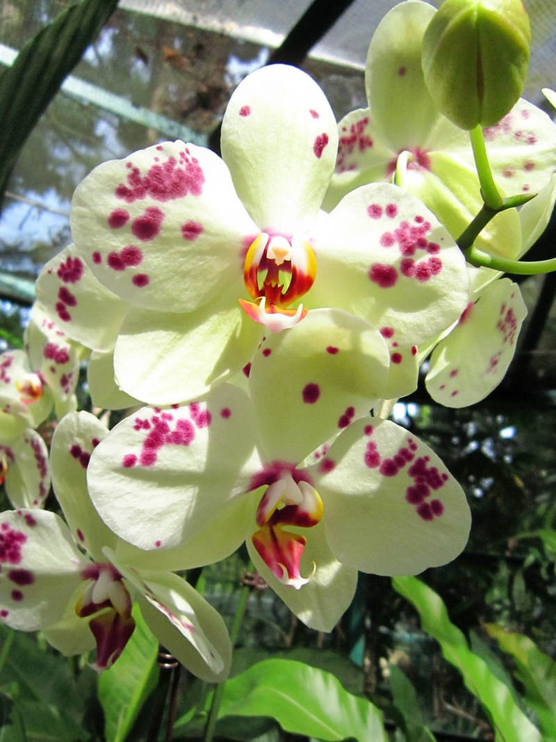 2013_Singapore_Orchids_Garden_000-052