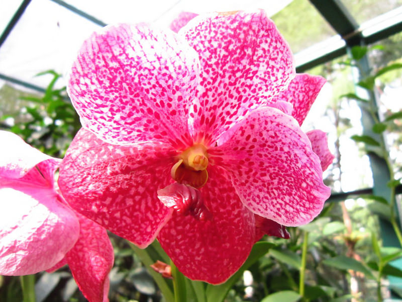 2013_Singapore_Orchids_Garden_000-053