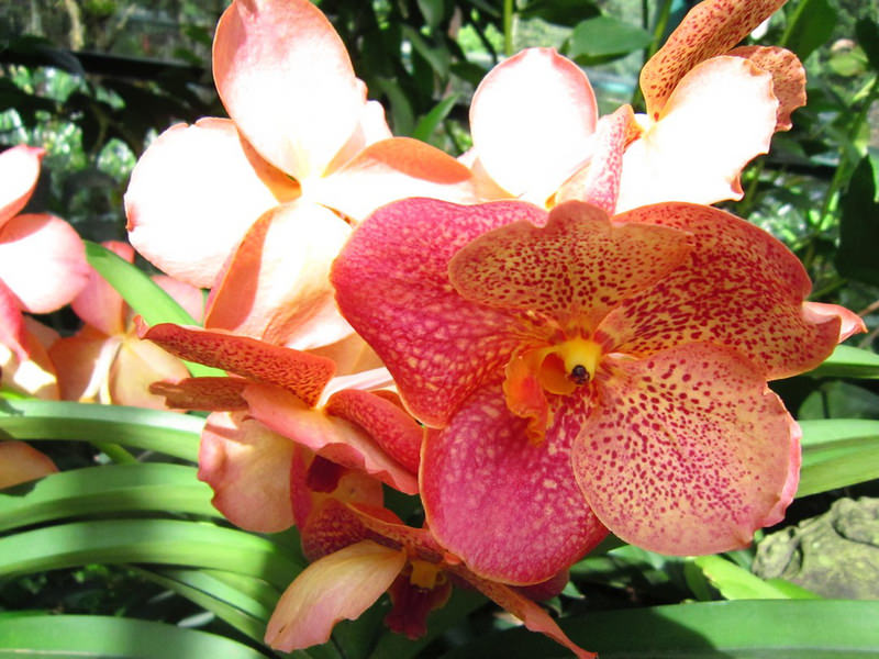 2013_Singapore_Orchids_Garden_000-054