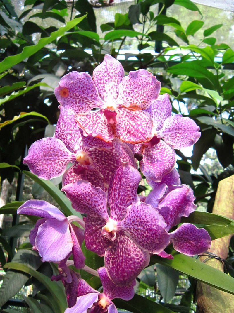 2013_Singapore_Orchids_Garden_000-055
