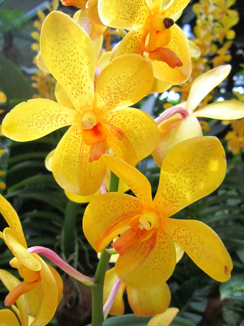 2013_Singapore_Orchids_Garden_000-056