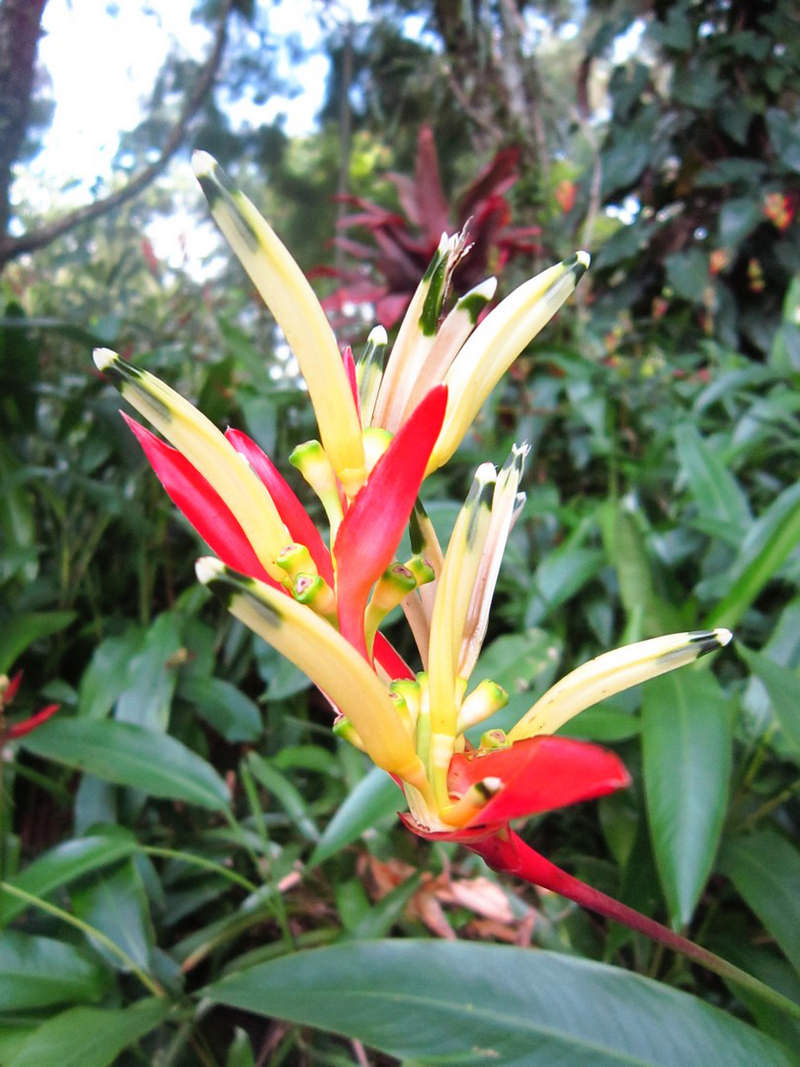 2013_Singapore_Orchids_Garden_000-058