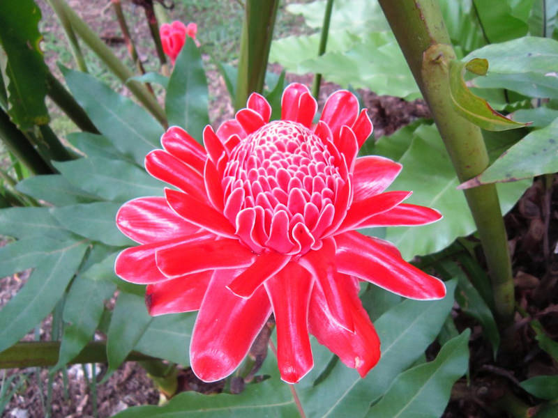 2013_Singapore_Orchids_Garden_000-061