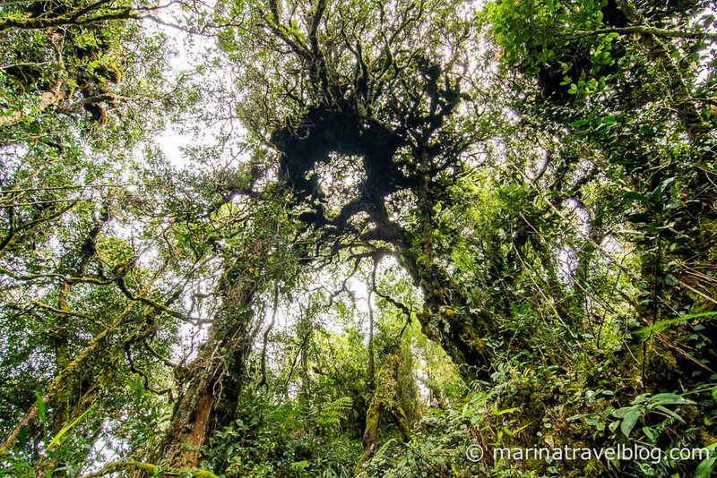 Gunung Brinchang
