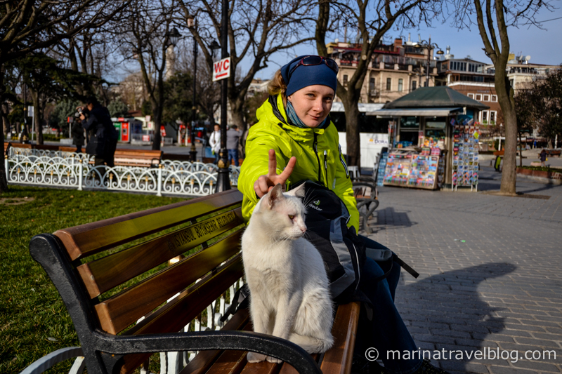 стамбульские приколы: кот-флегматик