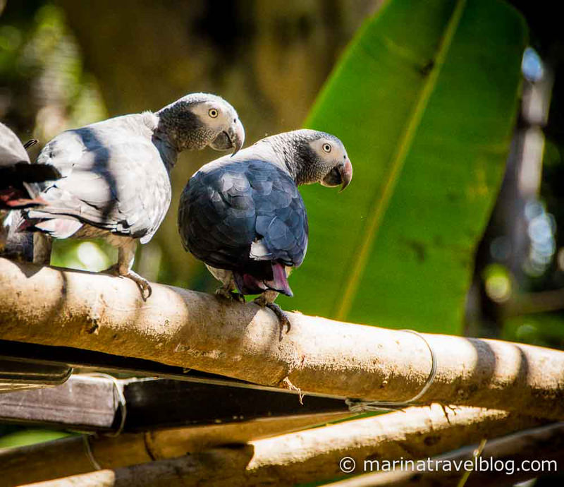 Chiang Mai Zoo Parrots-1