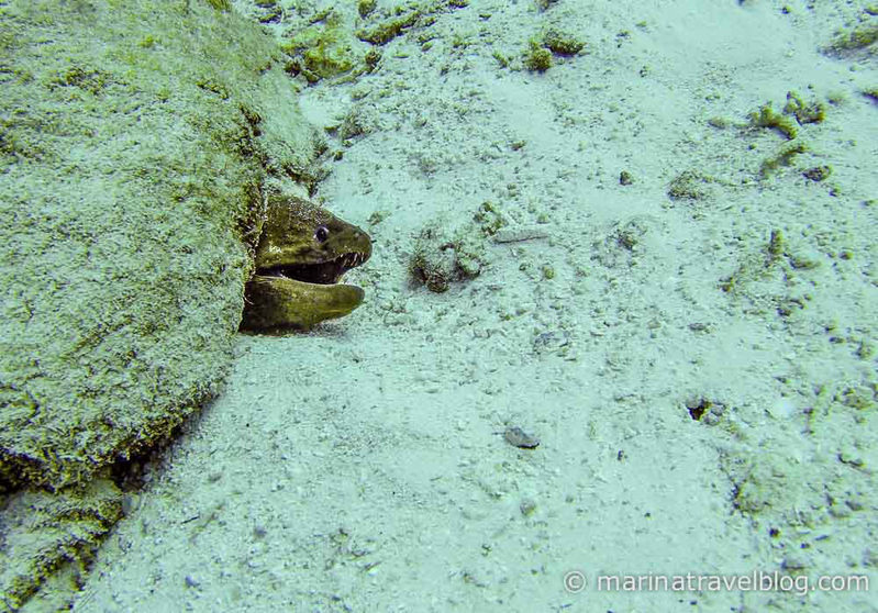 мурена (moray eel)