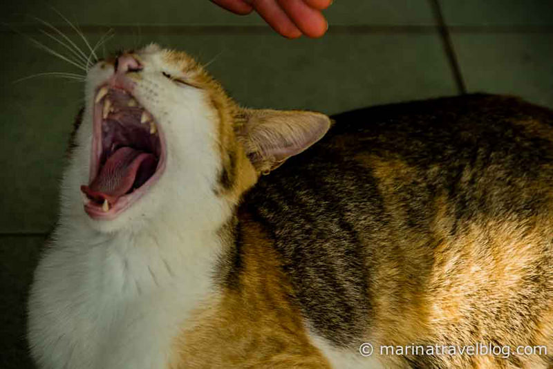 Котэ