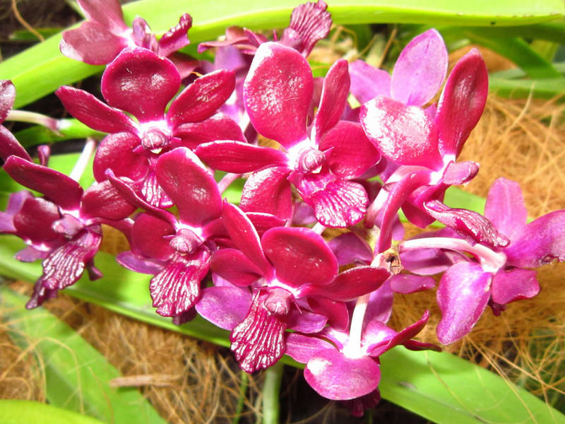 2013_Singapore_Orchids_Garden_000-046