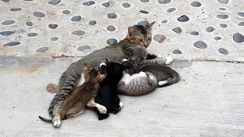 Тиоман кошка с котятами